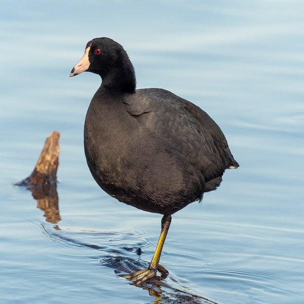 American Coot