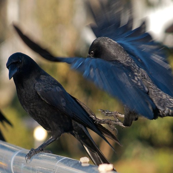 American Crow