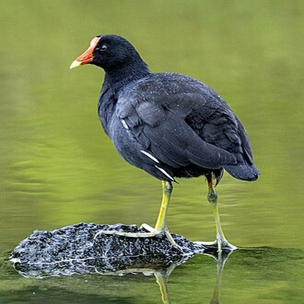 American Moorhen