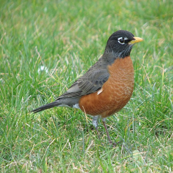 American Robin