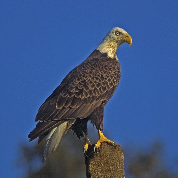 Bald Eagle