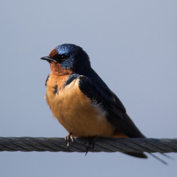 Barn Swallow
