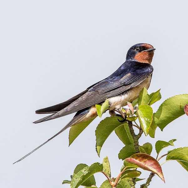Barn Swallow