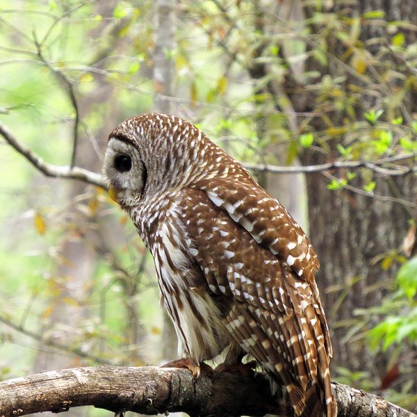 Barred Owl