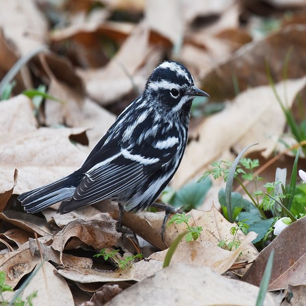 Black-and-white Warbler