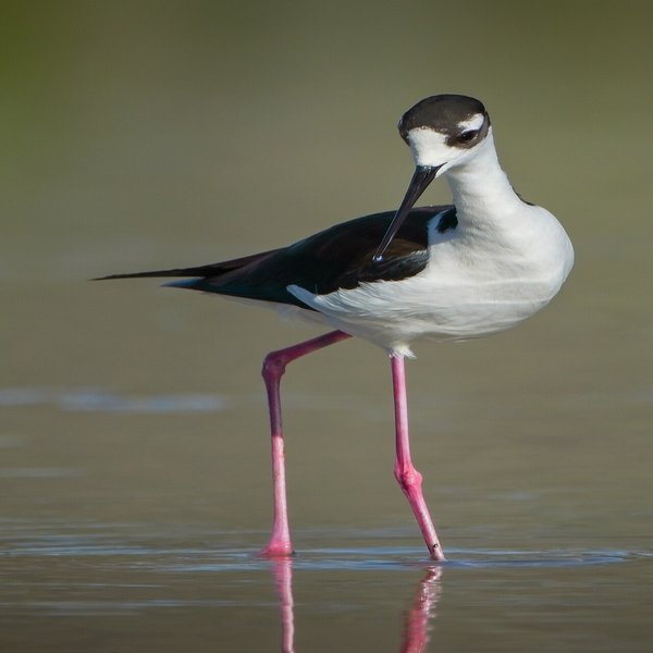 Black-necked Stilt