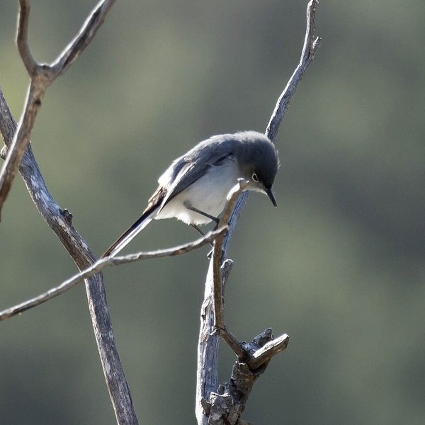 Blue-grey Gnatcatcher