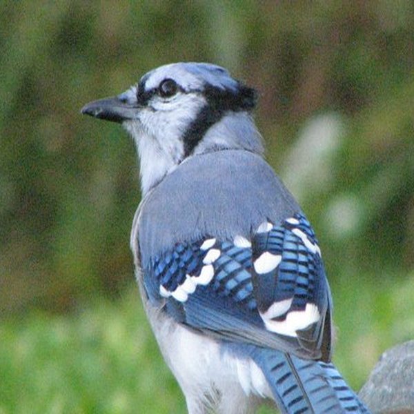 Blue Jay