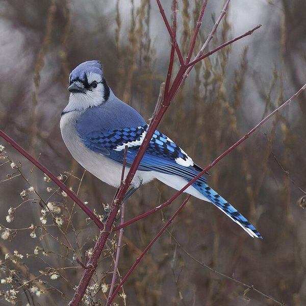 Blue Jay