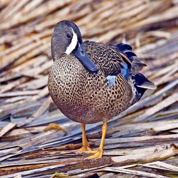 Blue-winged Teal