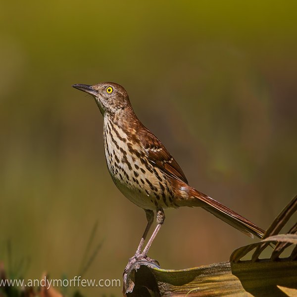 Brown Thrasher