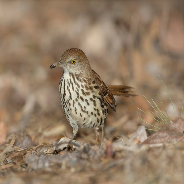 Brown Thrasher