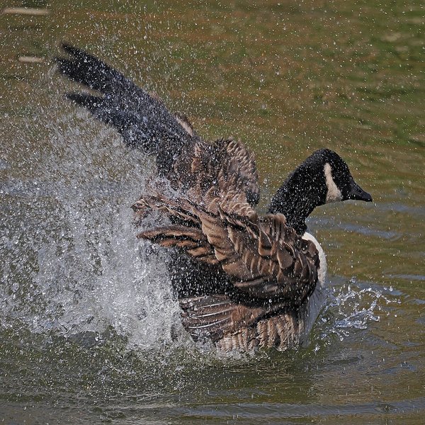 Canada Goose