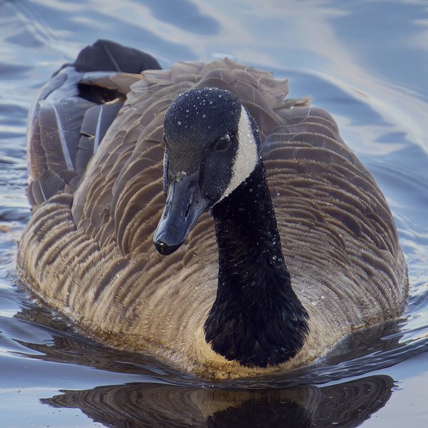 Canada Goose