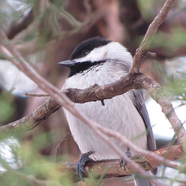 Carolina Chickadee