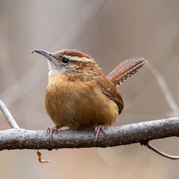 Carolina Wren