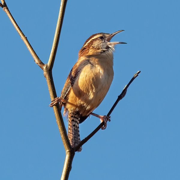 Carolina Wren
