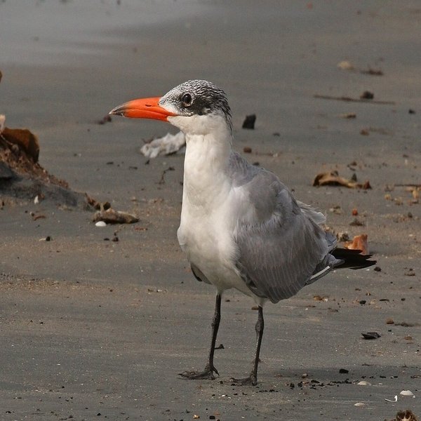 Caspian Tern