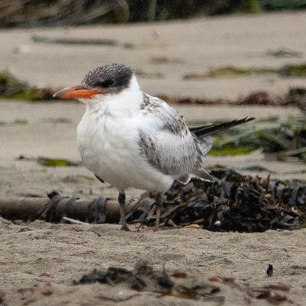 Caspian Tern