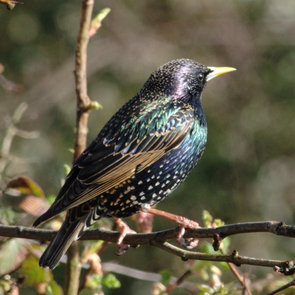 Common Starling