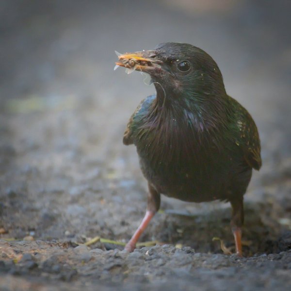 Common Starling