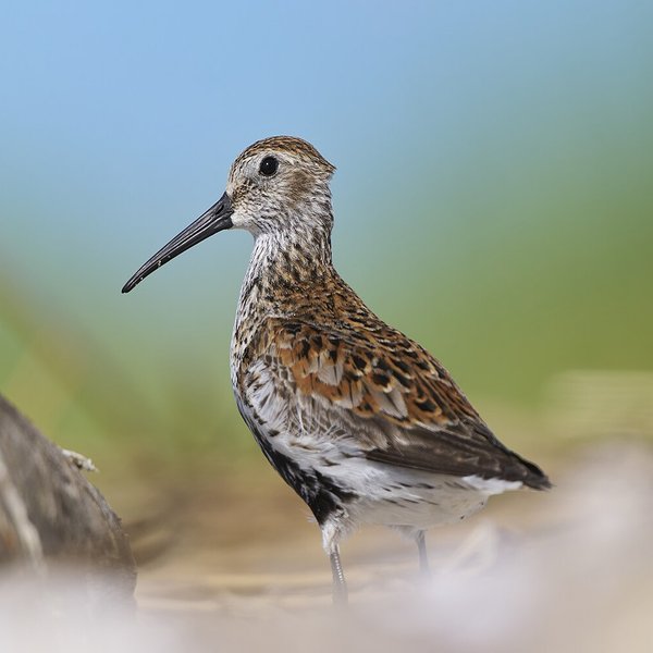 Dunlin