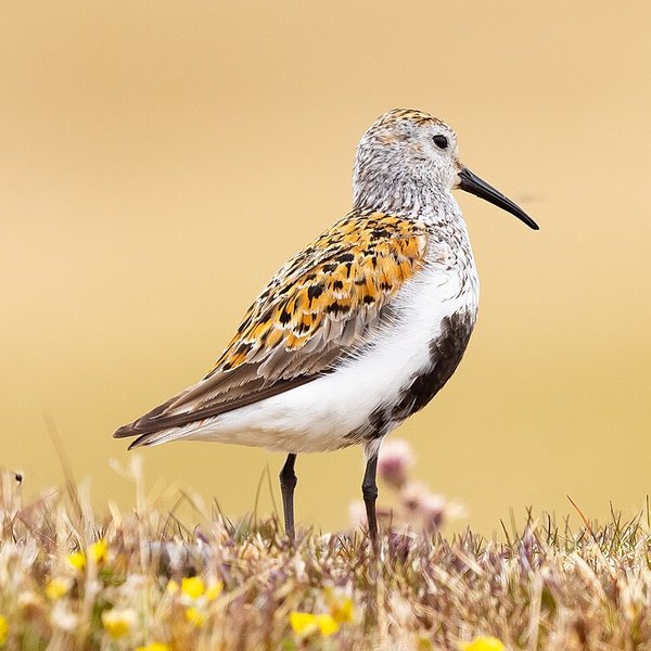 Dunlin