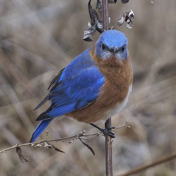 Eastern Bluebird