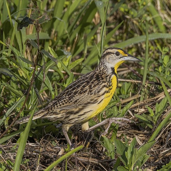 Eastern Meadowlark
