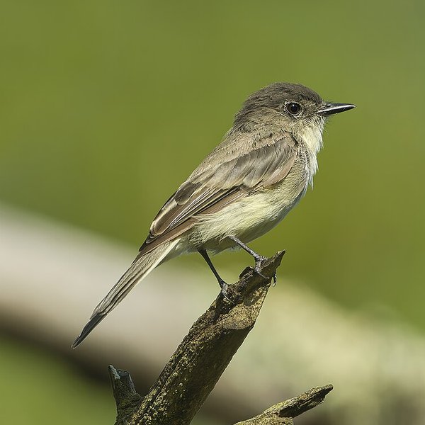 Eastern Phoebe