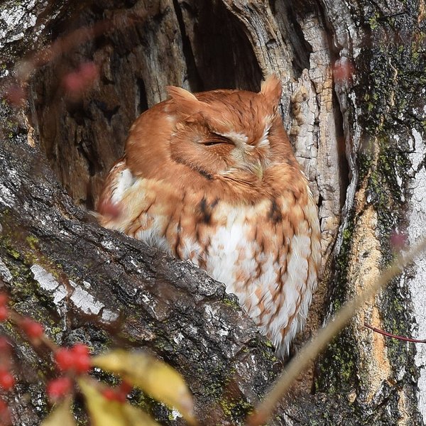 Eastern Screech-Owl
