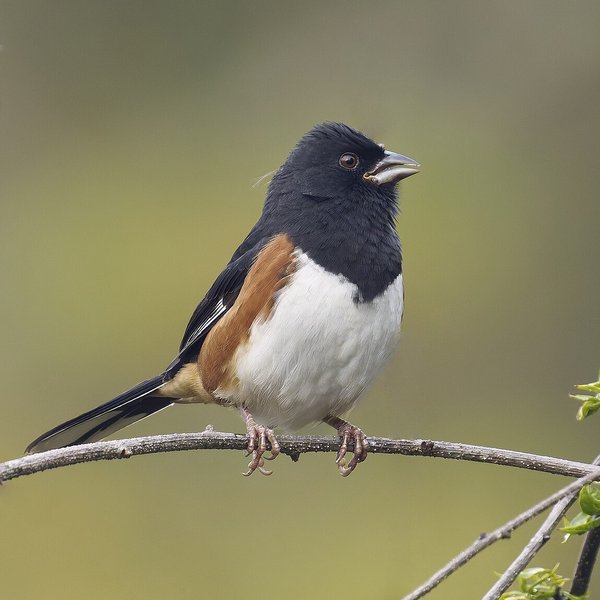 Eastern Towhee