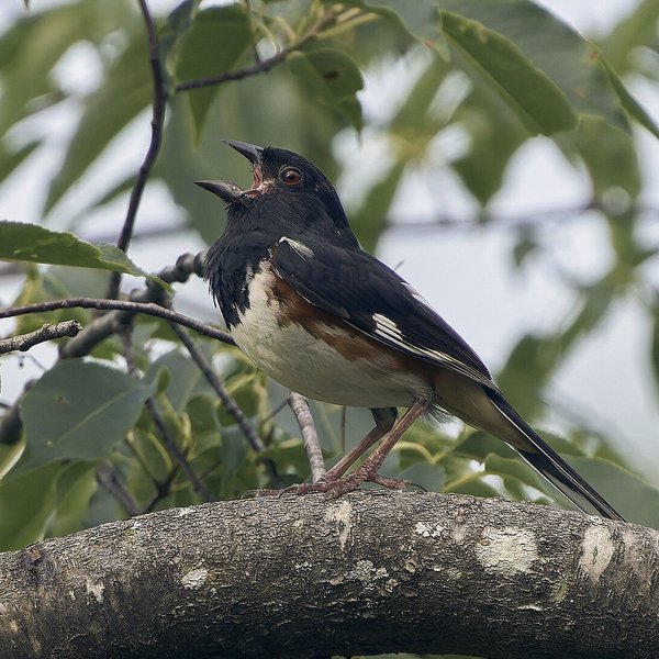Eastern Towhee