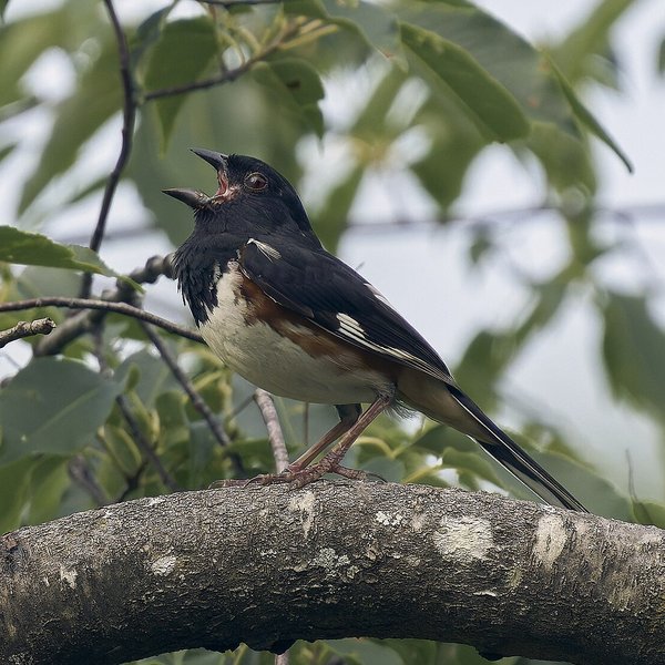 Eastern Towhee