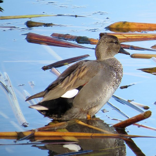 Gadwall