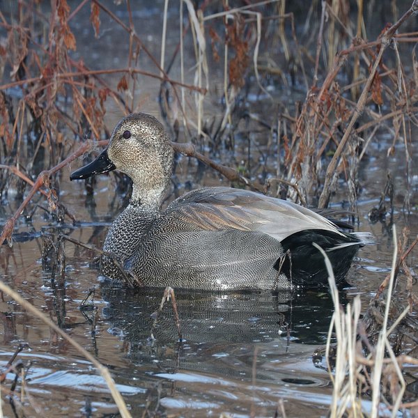 Gadwall