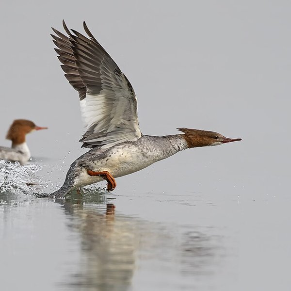 Goosander