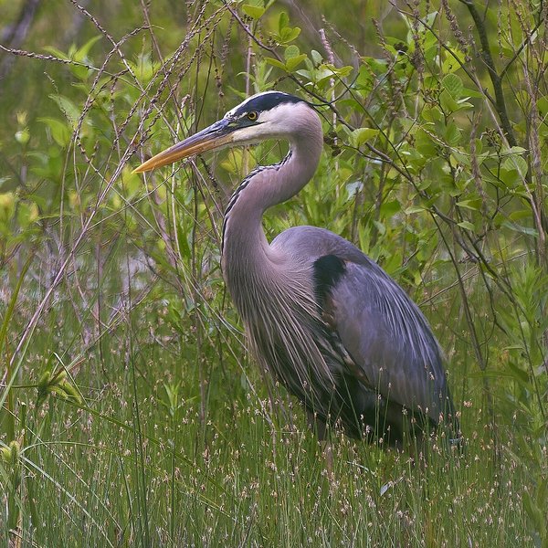Great Blue Heron
