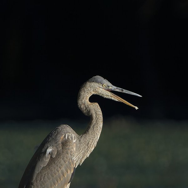 Great Blue Heron
