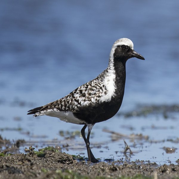 Grey Plover