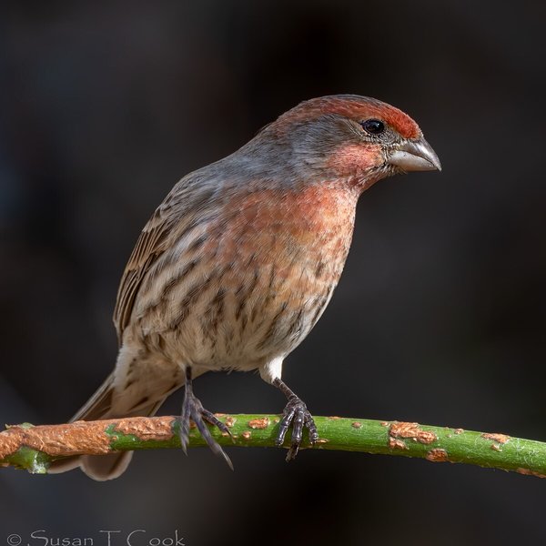 House Finch