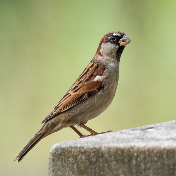 House Sparrow