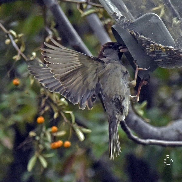 House Sparrow