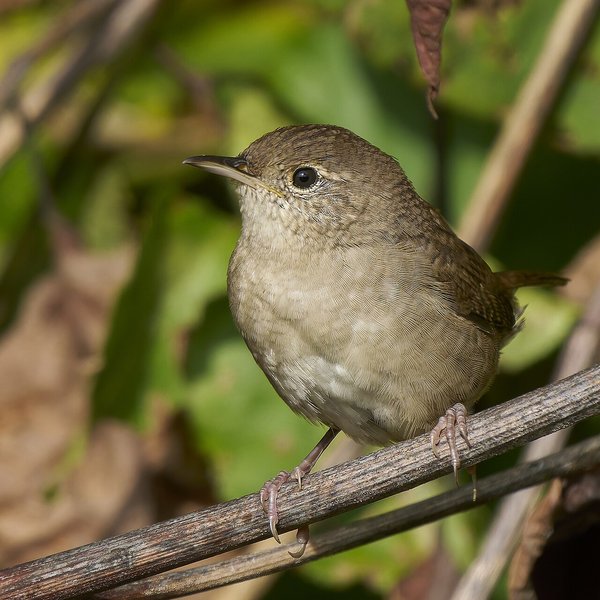 House Wren