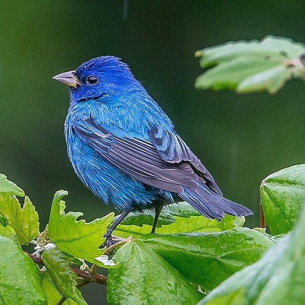 Indigo Bunting