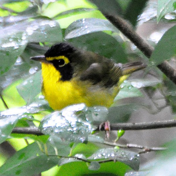 Kentucky Warbler