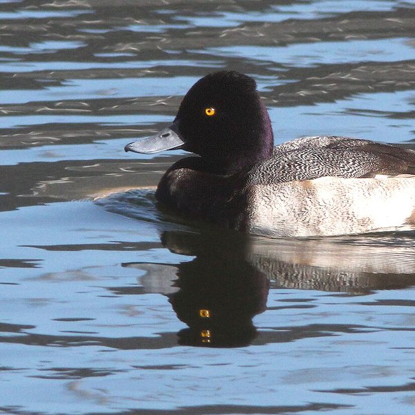 Lesser Scaup