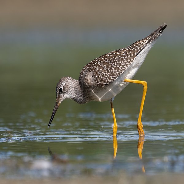 Lesser Yellowlegs