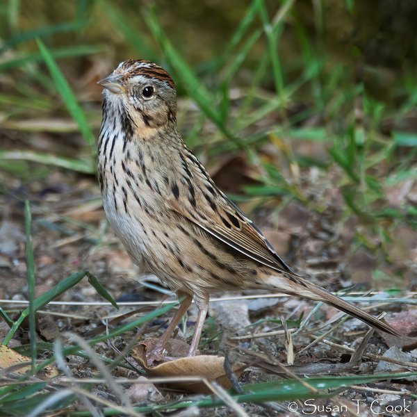 Lincoln's Sparrow