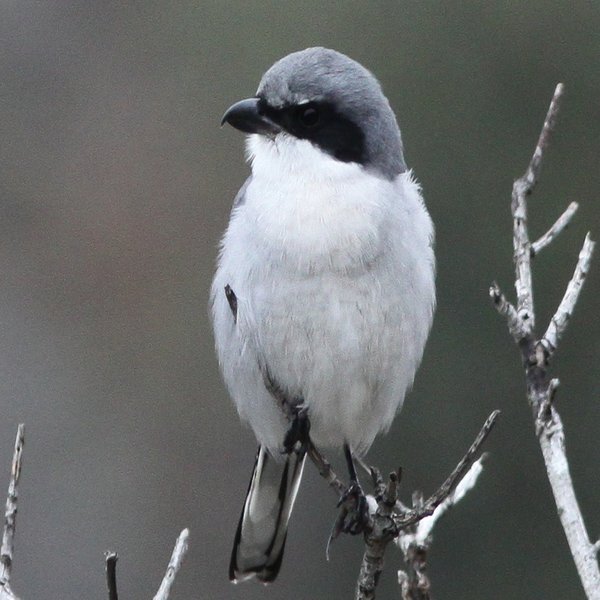 Loggerhead Shrike